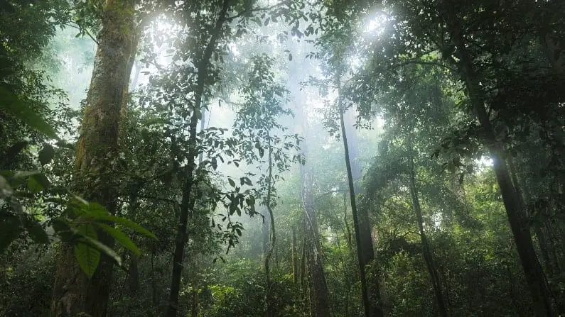 Places to be in AWE in front of nature: Rainforest